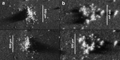 Two examples of dust grains collected by Rosetta’s COmetary Secondary Ion Mass Analyser (COSIMA) instrument in the period 25–31 October 2014. Both grains were collected at a distance of 10–20 km from the comet nucleus. Image (a) shows a dust particle (named by the COSIMA team as Eloi) that crumbled into a rubble pile when collected; (b) shows a dust particle that shattered (named Arvid).
For both grains, the image is shown twice under two different grazing illumination conditions: the top image is illuminated from the right, the bottom image from the left. The brightness is adjusted to emphasise the shadows, in order to determine the height of the dust grain. Eloi therefore reaches about 0.1 mm above the target plate; Arvid about 0.06 mm. The two small grains at the far right of image (b) are not part of the shattered cluster.
The fact that the grains broke apart so easily means their individual parts are not well glued together. If they contained ice they would not shatter; instead, the icy component would evaporate off the grain shortly after touching the collecting plate, leaving voids in what remained. By comparison, if a pure water-ice grain had struck the detector, then only a dark patch would have been seen.
These ‘fluffy’ grains are thought to originate from the dusty layer built up on the comet’s surface since its last close approach to the Sun, and will soon be lost into the coma.